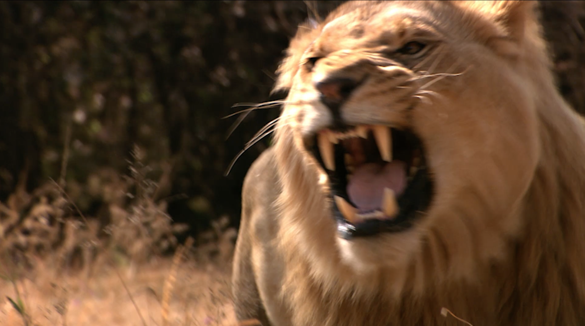 Killers on the Savannah