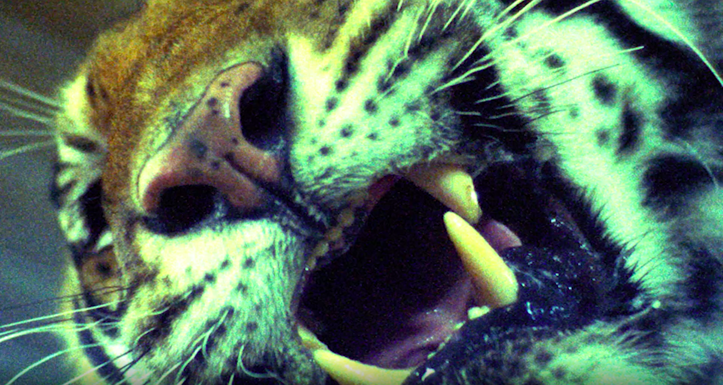 Asesinos En La Sabana