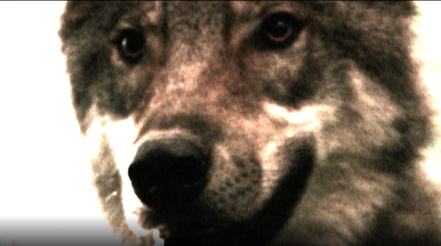 Perros Y Gatos Asesinos