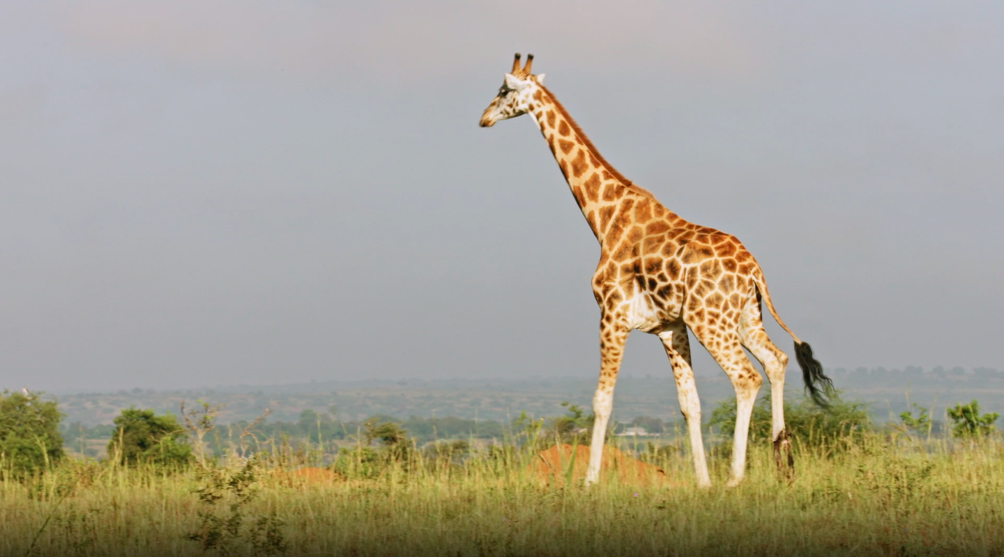 The Forgotten Giants