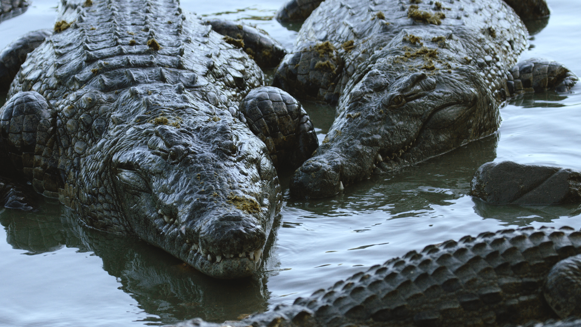 Zambezi River Mystery