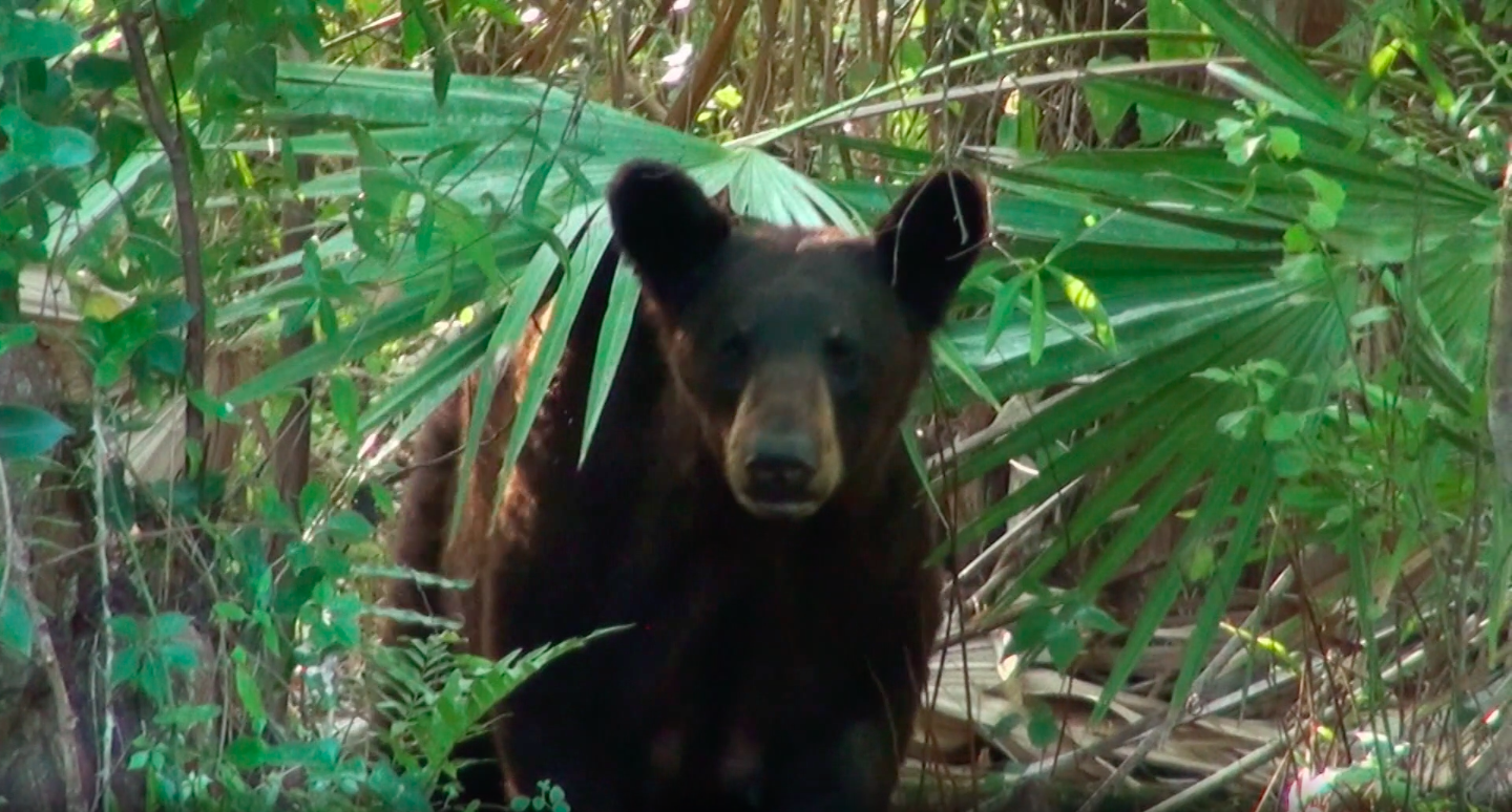 Black Bear Explosion