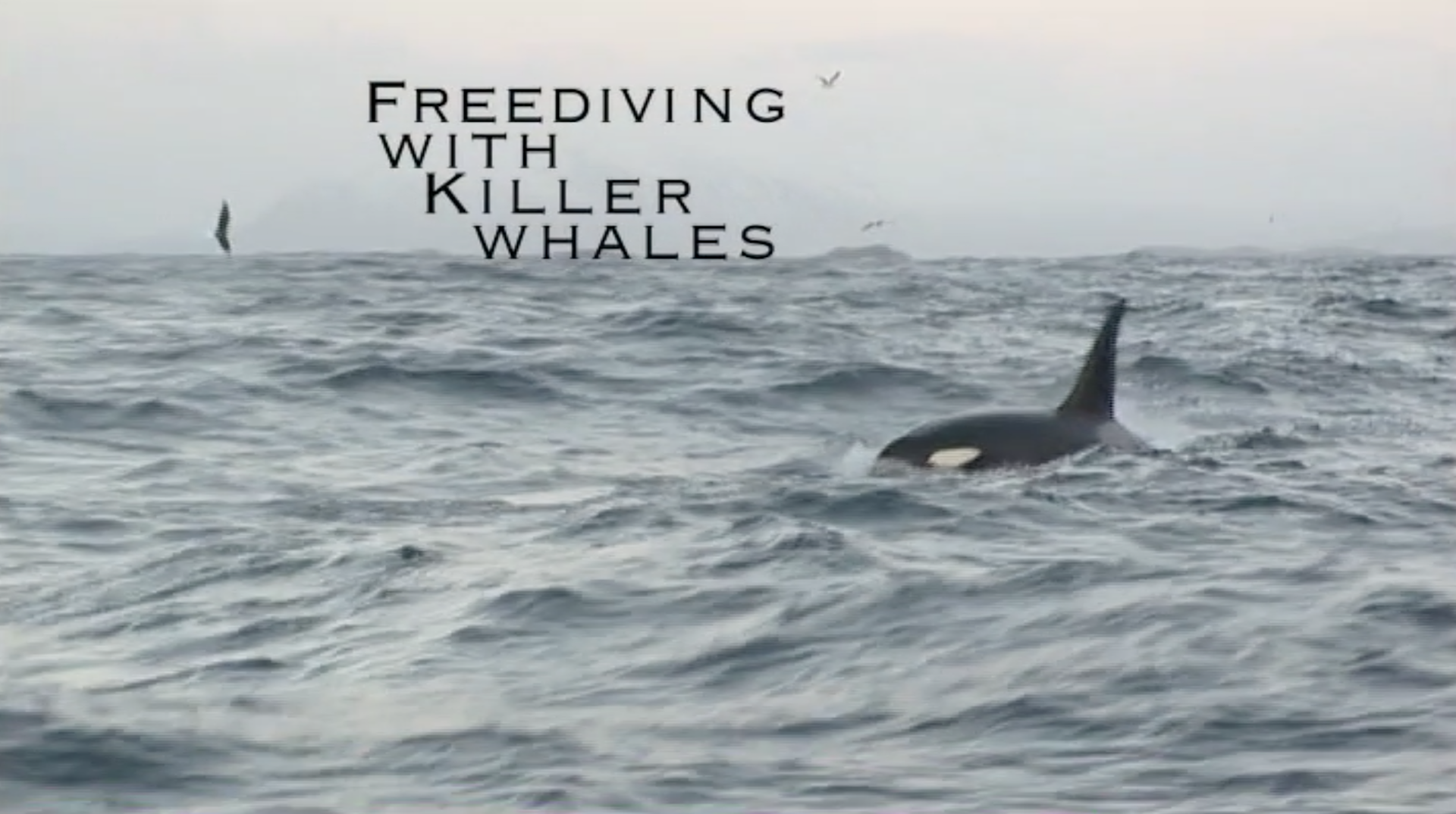 Free Diving with Killer Whales