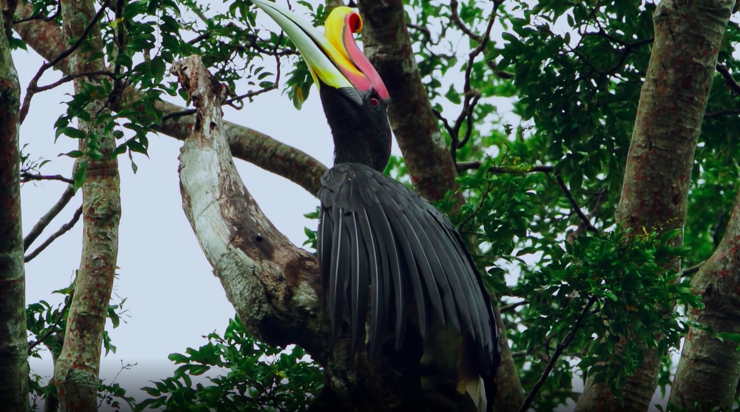 Danum Valley Adventure