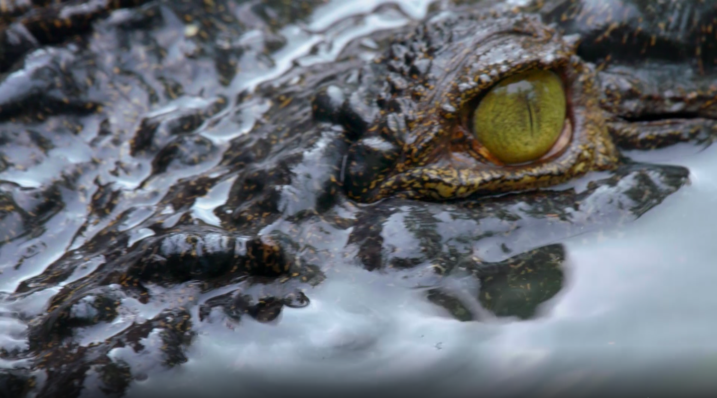 Man-Eating Crocodile