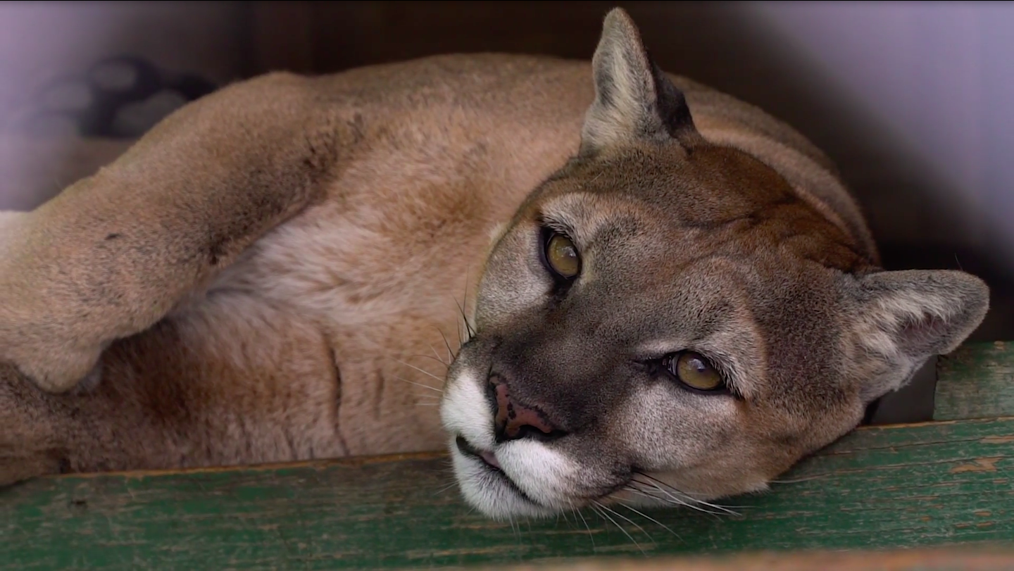 Socialite's Sanctuary