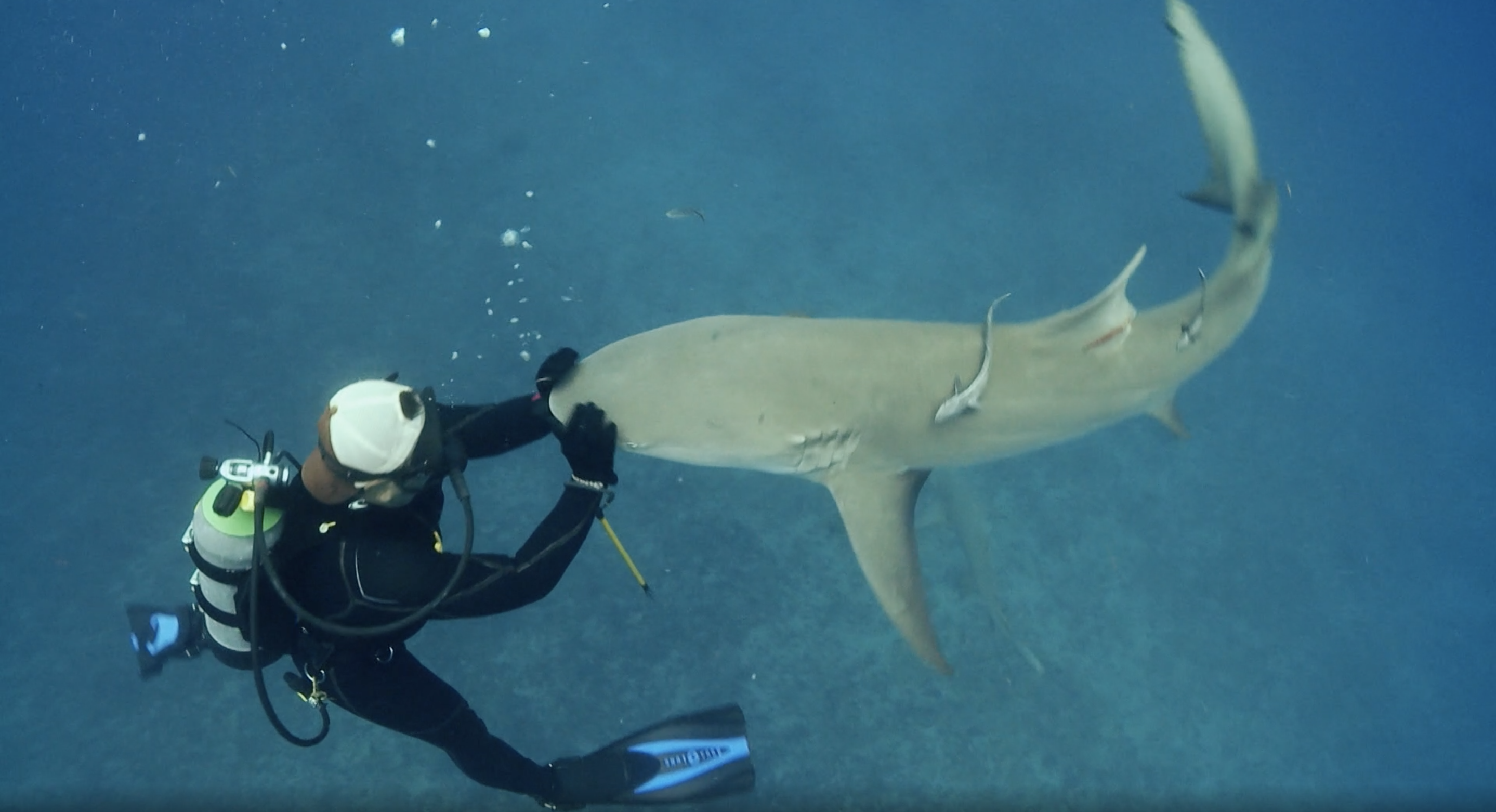 Lemon Sharks