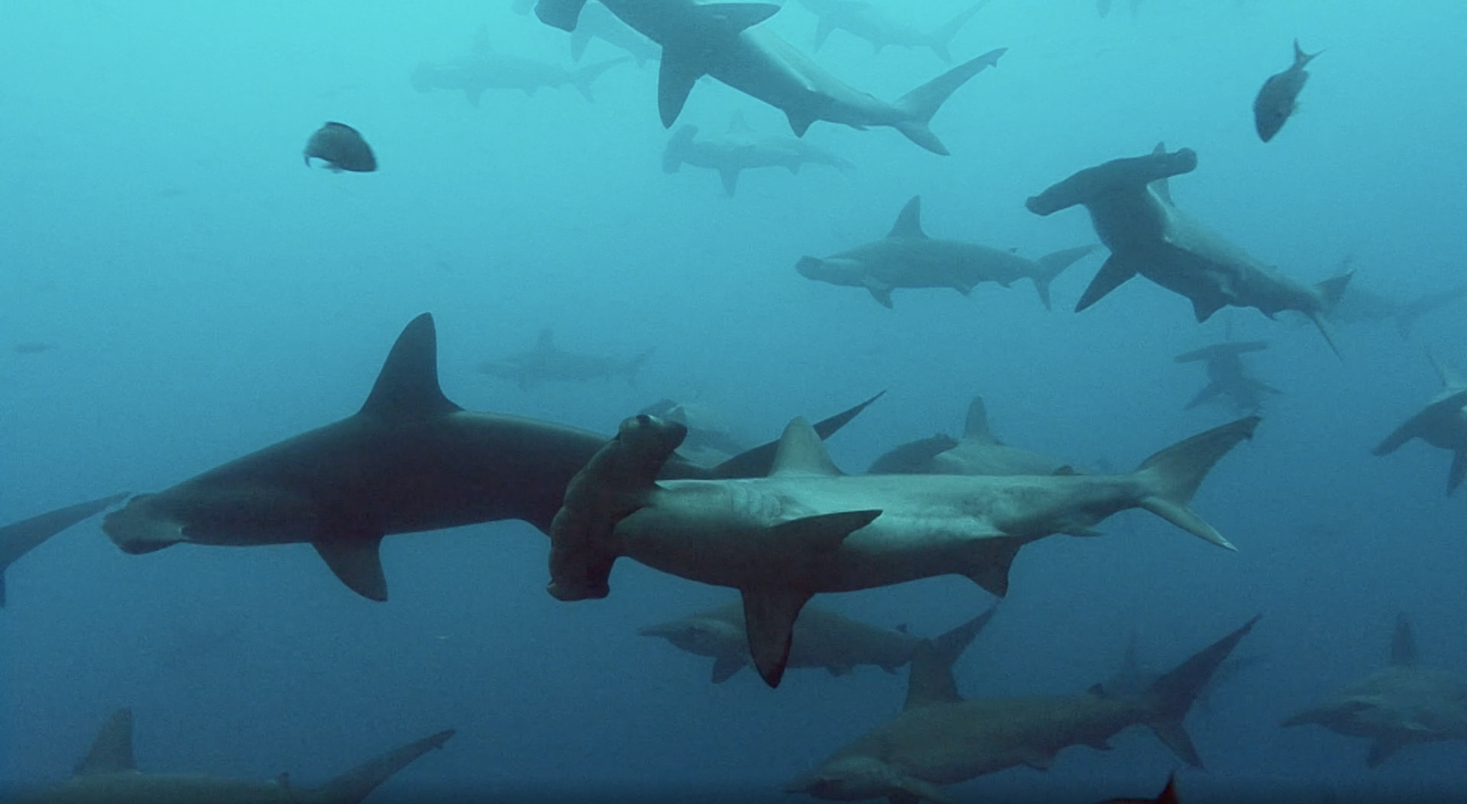 Smooth Hammerhead Sharks