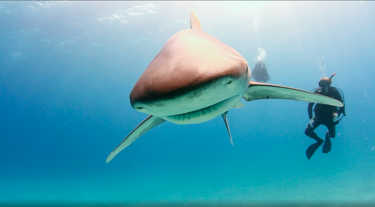 Oceanic Whitetip Sharks