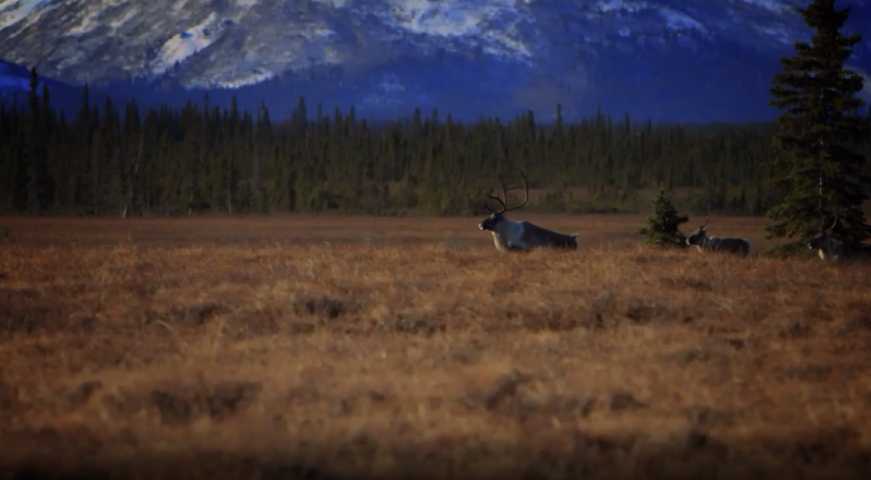 Alaska Caribou Hunt