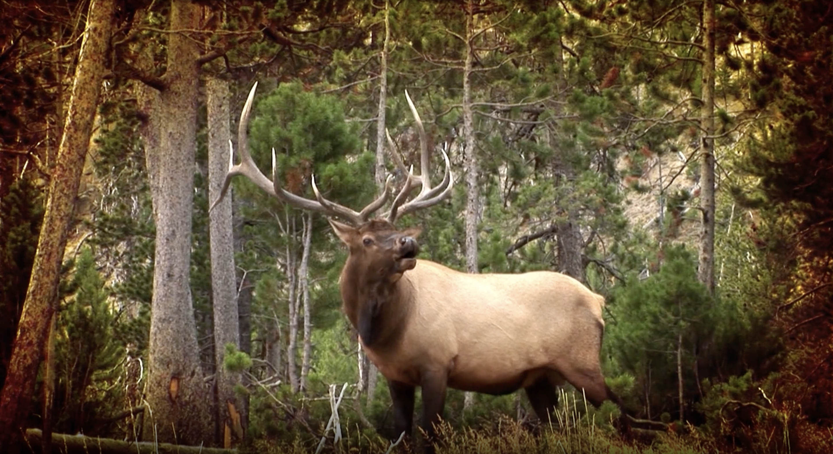 Colorado Elk 2016