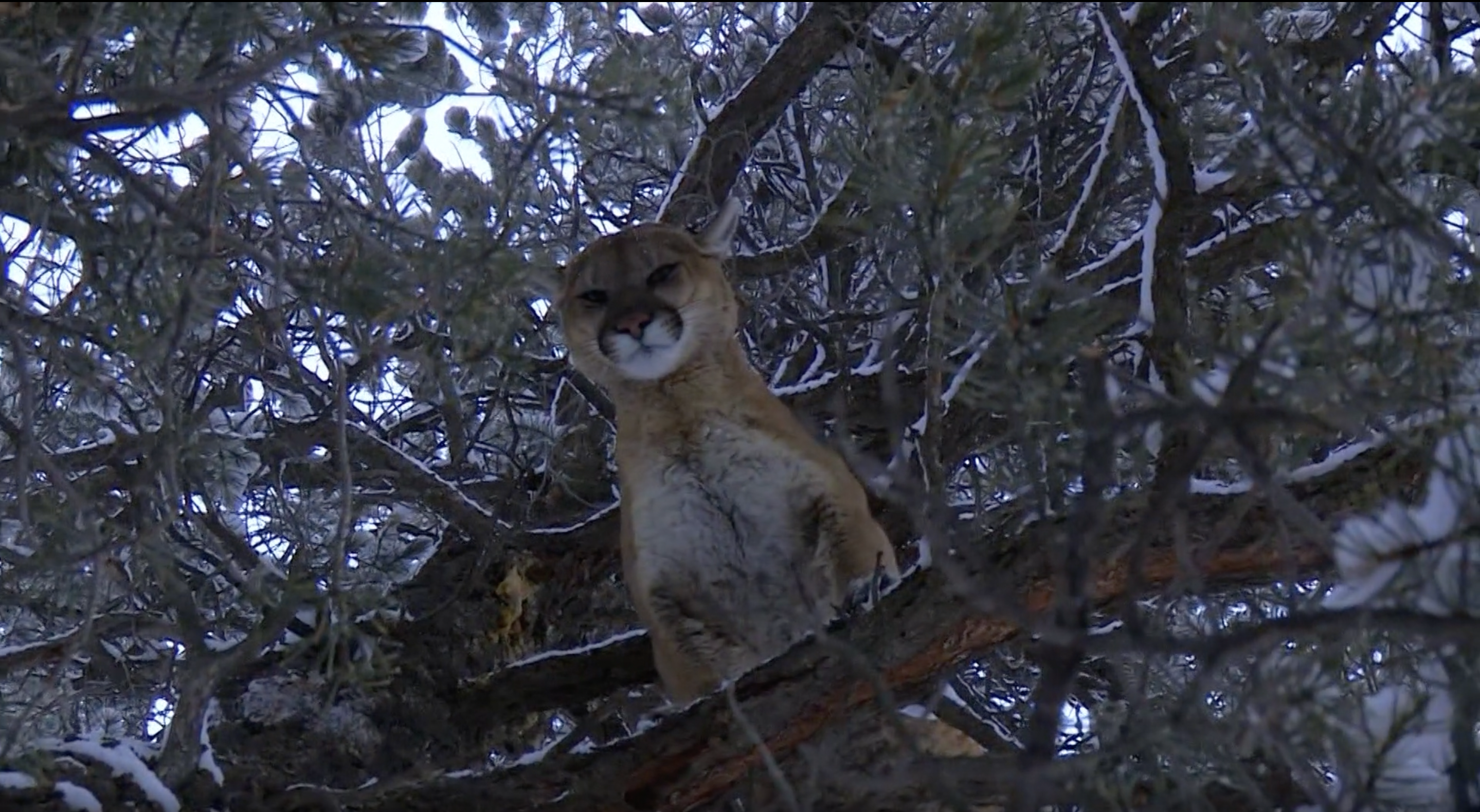 Montana Mountain Lion