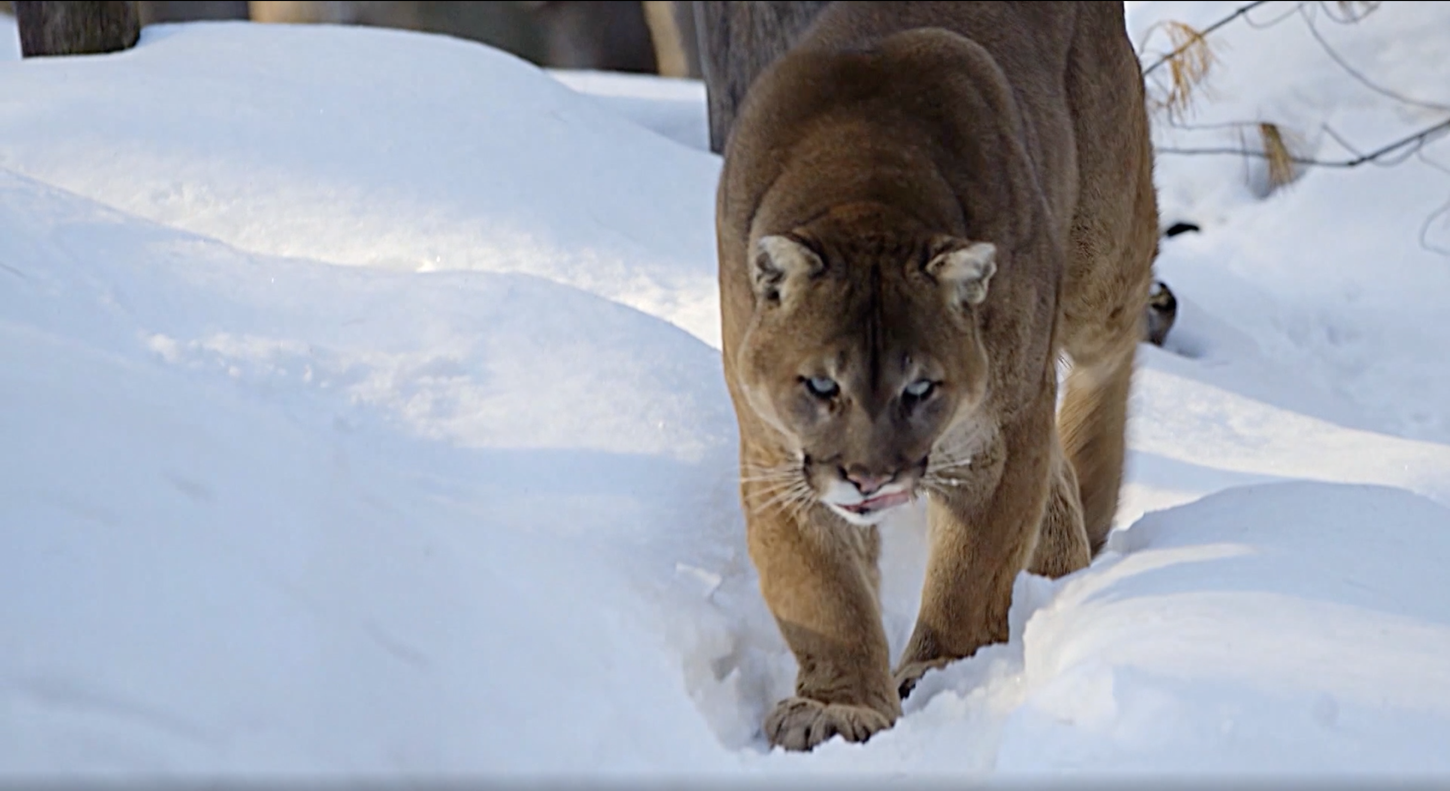 Mountain Lion