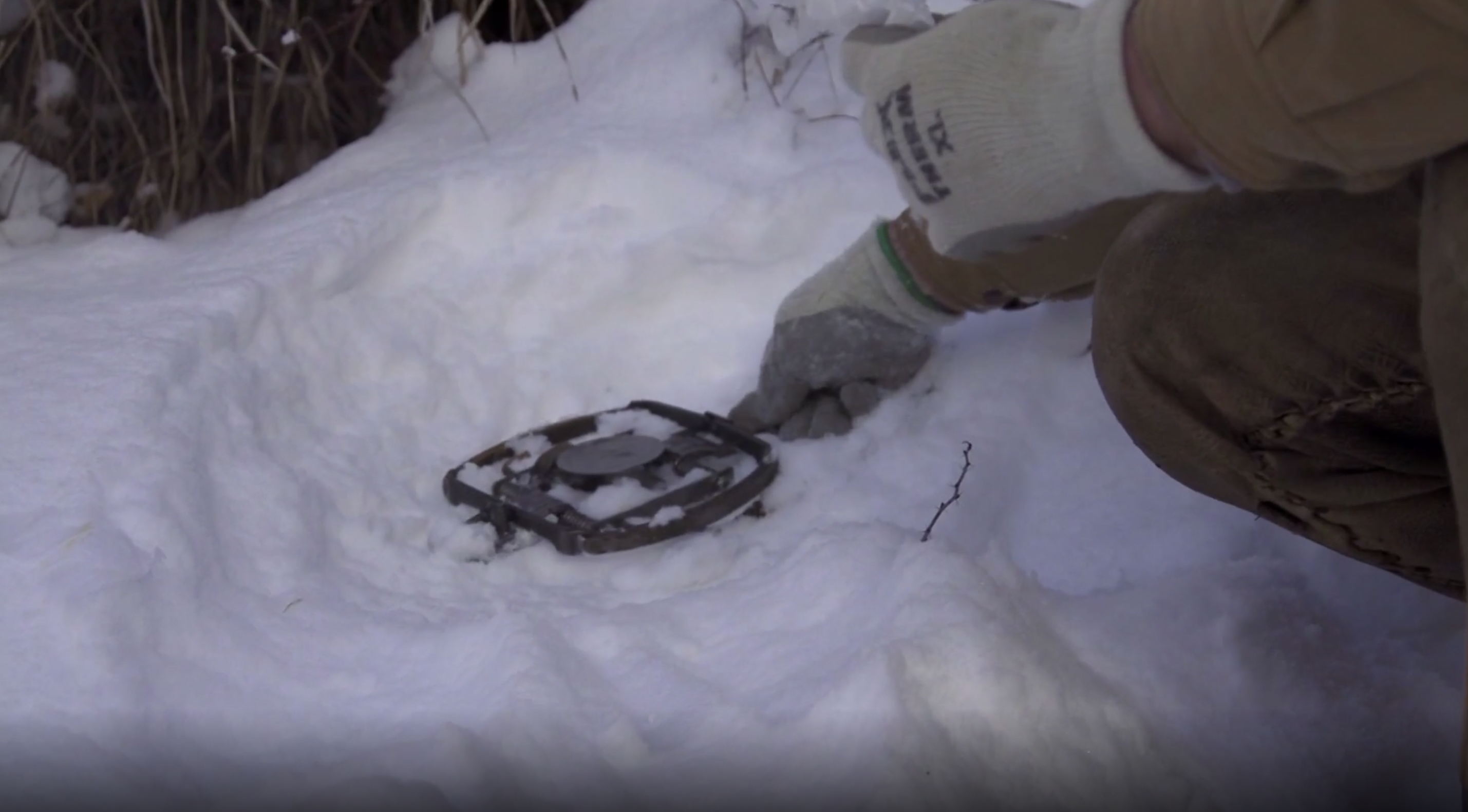 Trapping the Gray Wolf