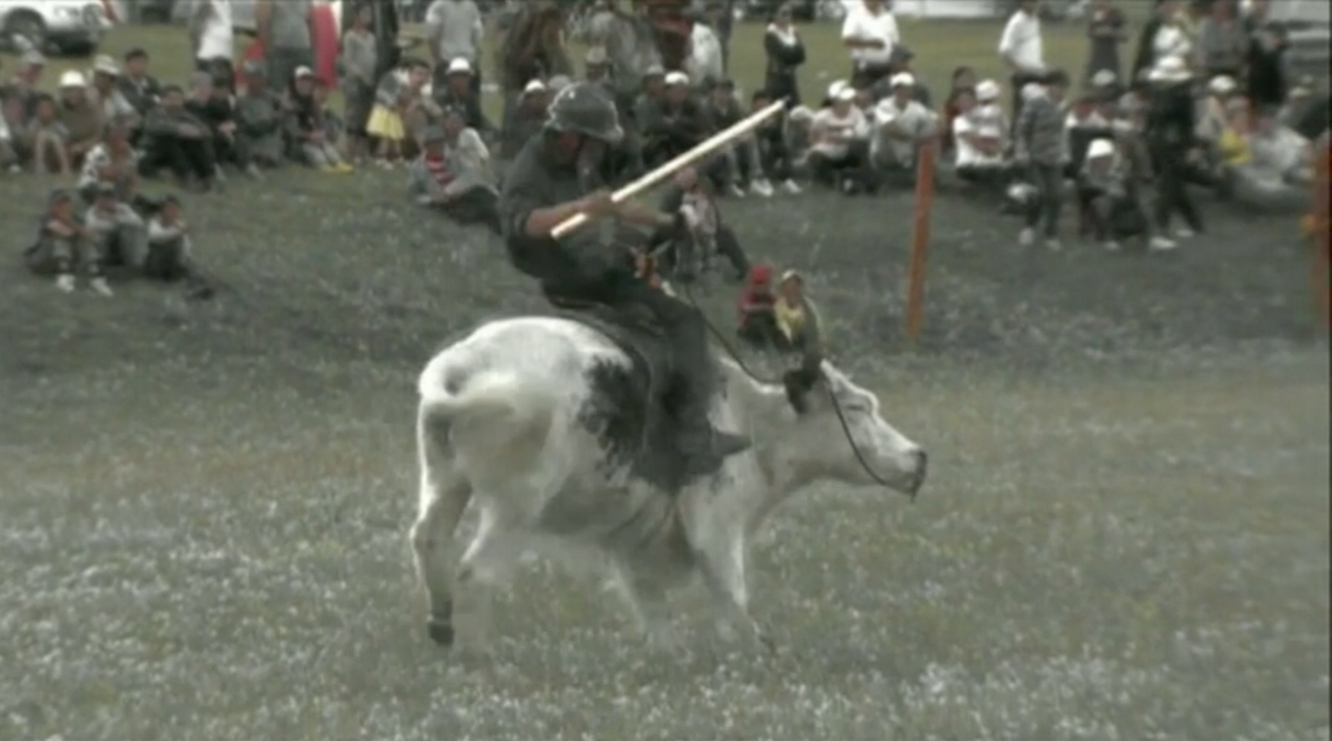 Mongolian Yak Racing