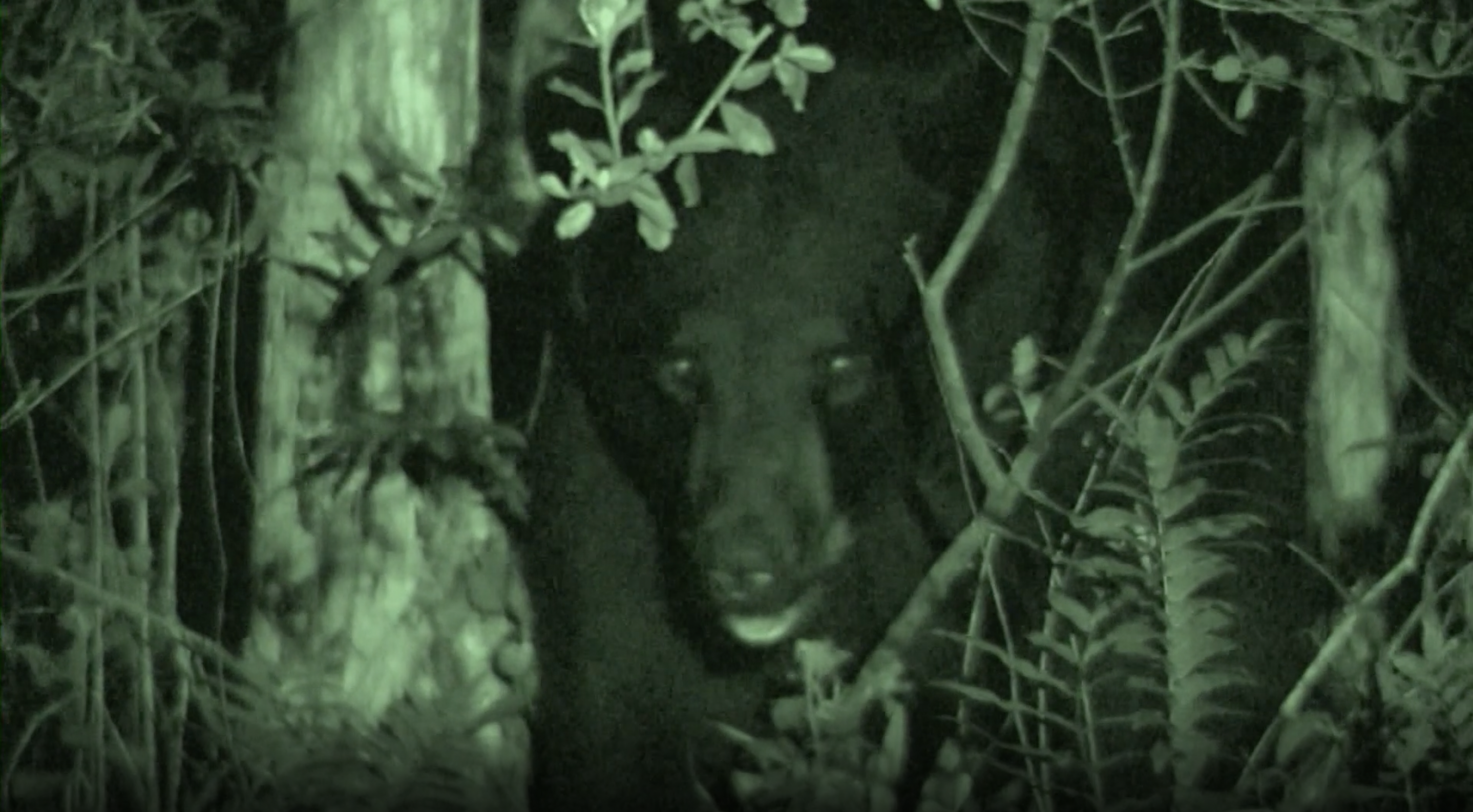 Black Bear Encounter