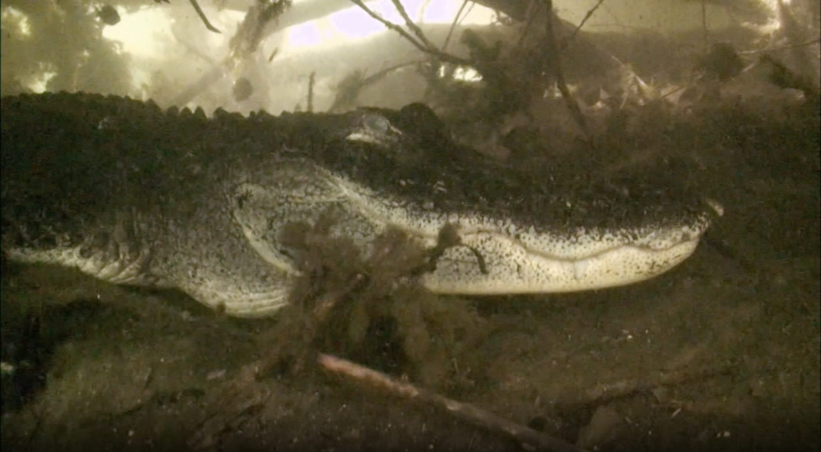 How Not to Get Eaten