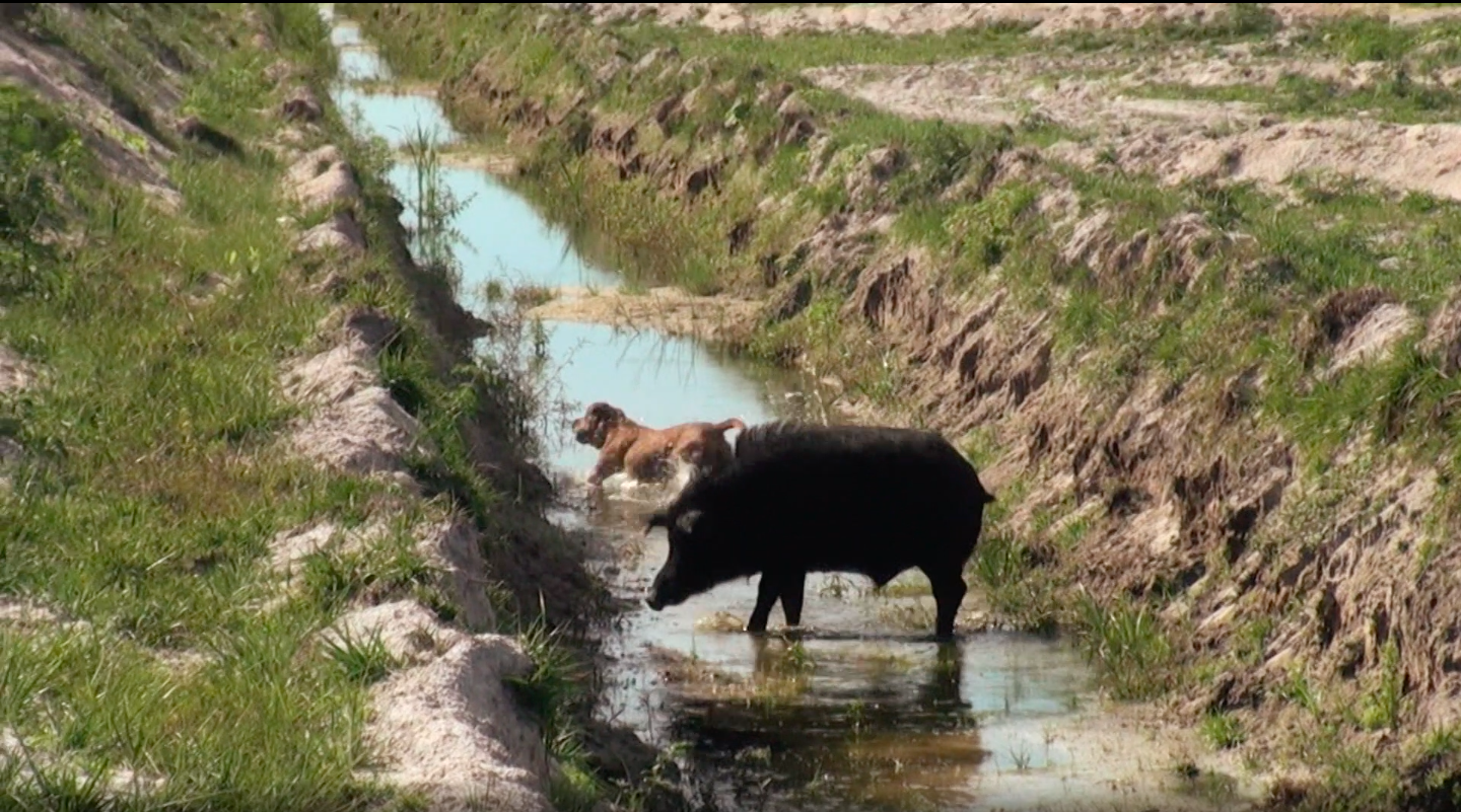 Save a Watermelon Kill a Boar Part 1
