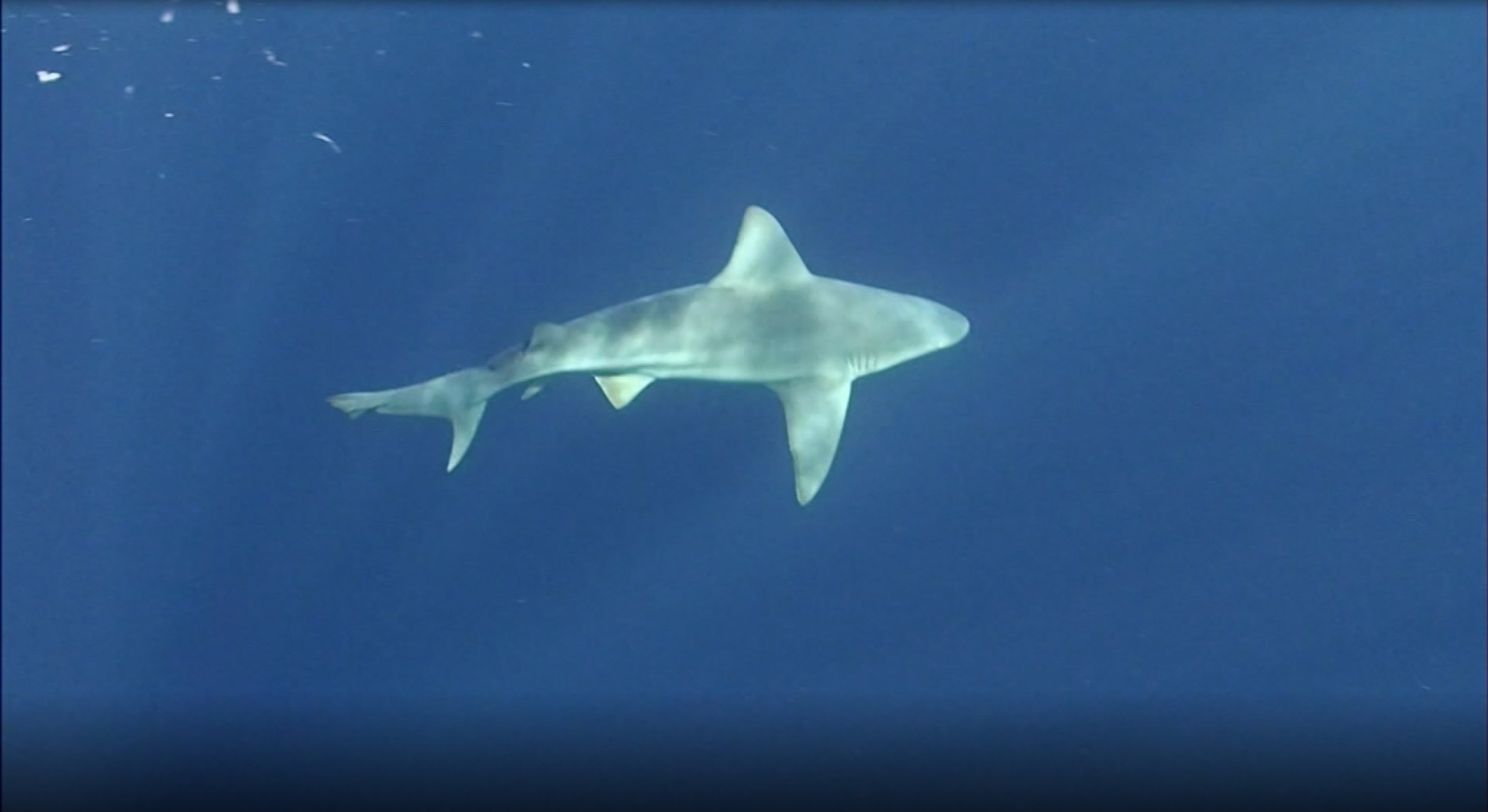 Sharks of the Gulf Stream