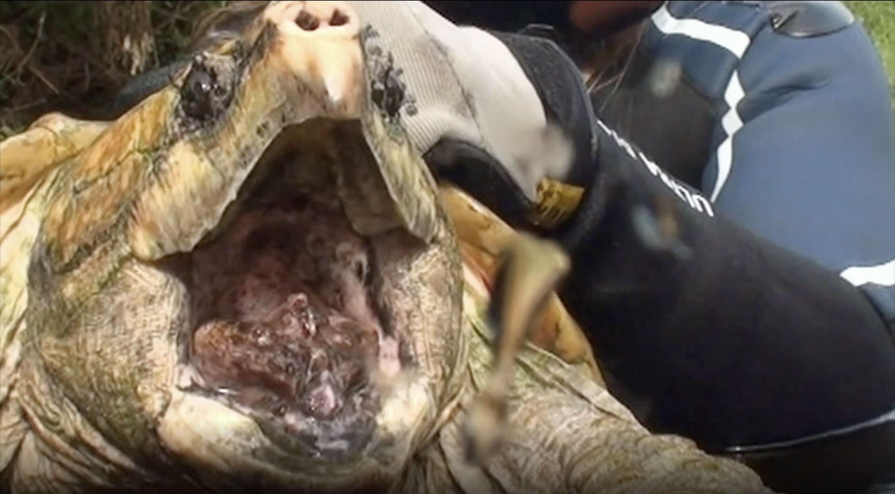 Snapping Turtles of the Santa Fe