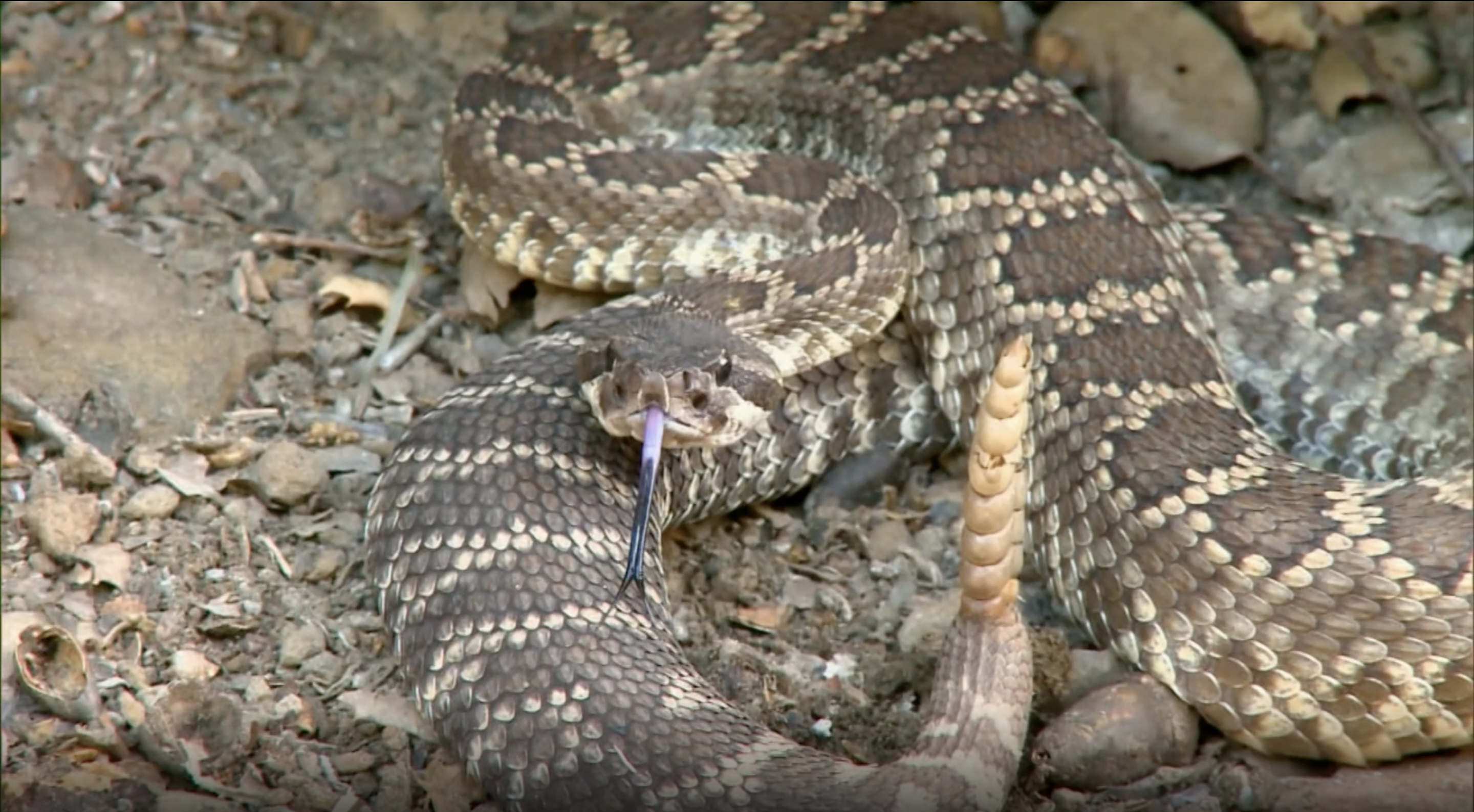 The Hills Have Fangs