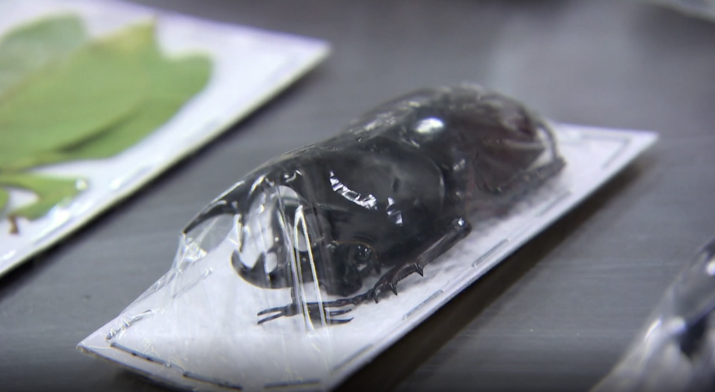 Beetles and Butterflies