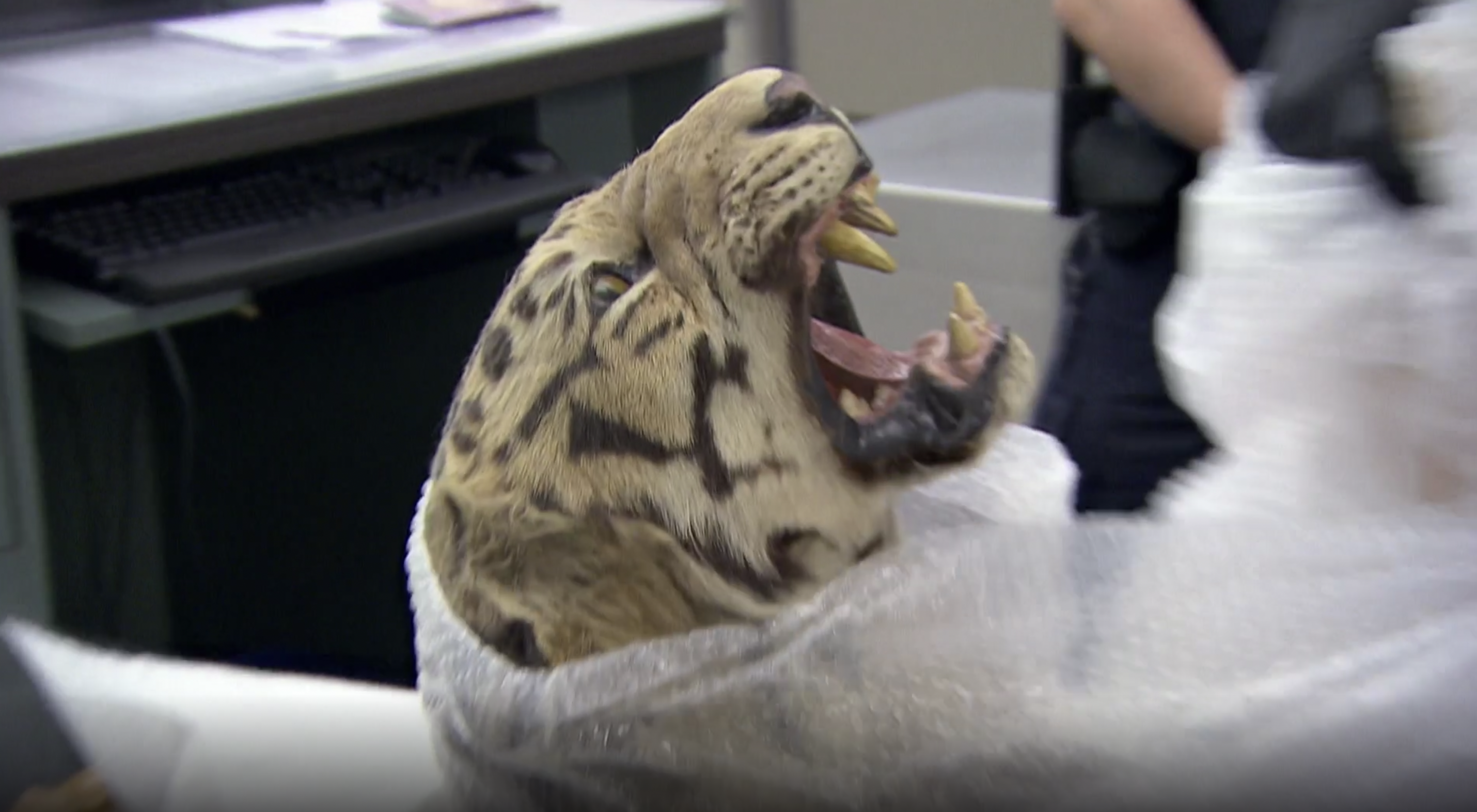 Stuffed Tiger