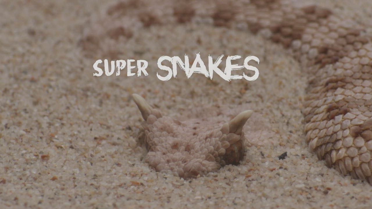 Súper Serpientes