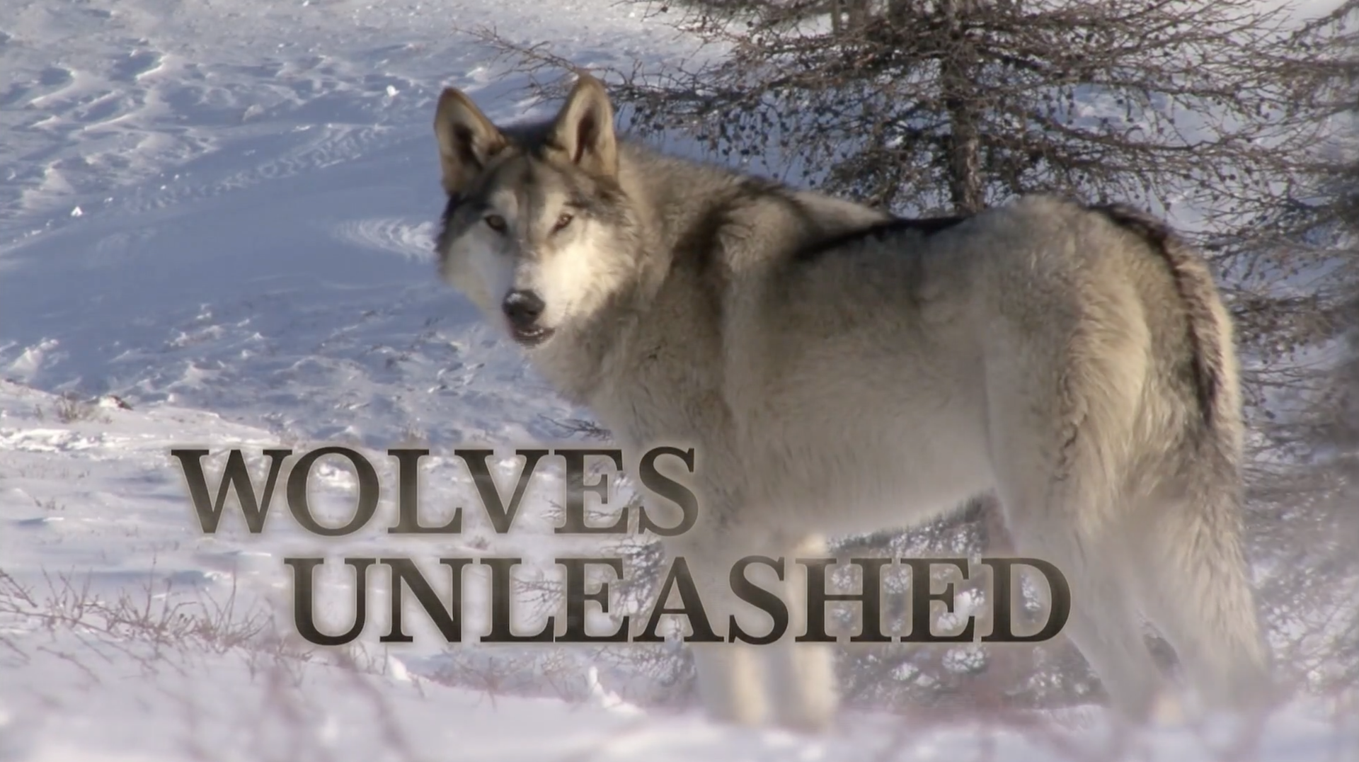 Wolves Unleashed